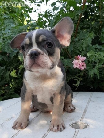 eladó francia bulldog blue tan