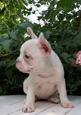 francia bulldog