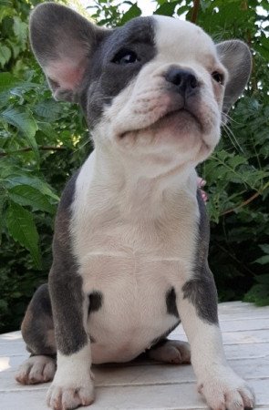 francia bulldog