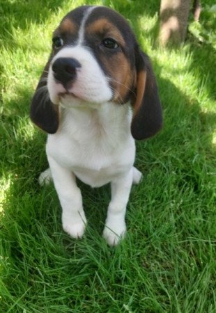 Beagle