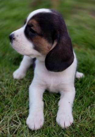 Beagle