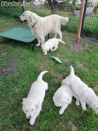 Golden retriever kölykök