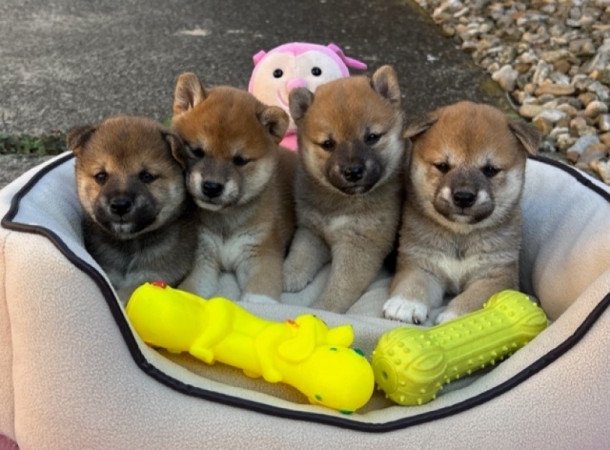 Shiba inu