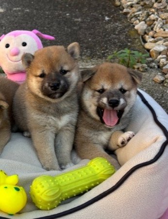 Shiba inu