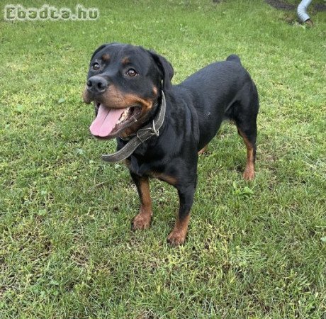 Ingyen elvihető rottweiler kutyus