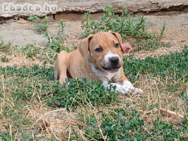 Eladó Amerikai Staffordshire terrier kiskutyák