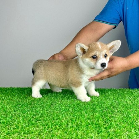 Pembroke Welsh Corgi