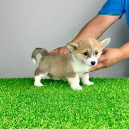 Pembroke Welsh Corgi