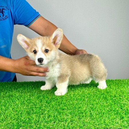 Pembroke Welsh Corgi