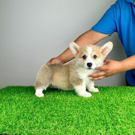 Pembroke Welsh Corgi