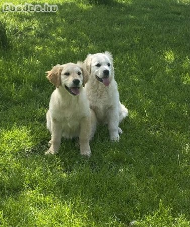 Golden retriever kiskutyák eladóak