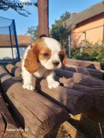 Cavalier king charles spániel