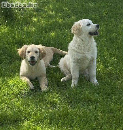 Golden retriever kiskutyák eladóak