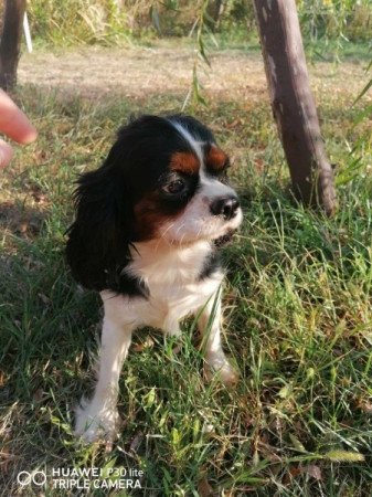 Cavalier king charles spániel