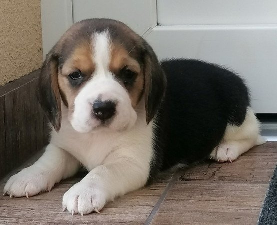 Beagle