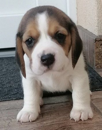 Beagle