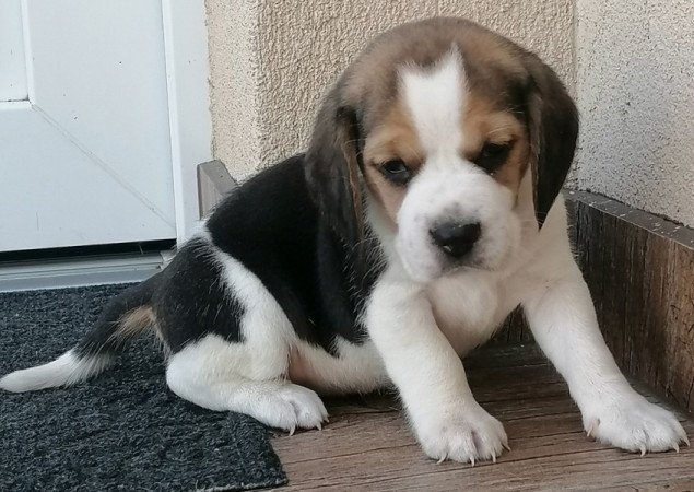 Beagle