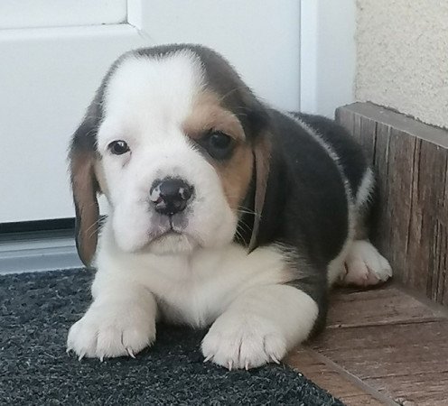 Beagle