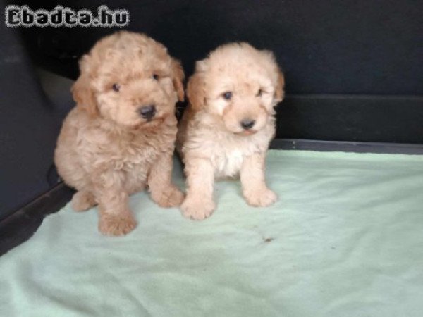 Maltipoo