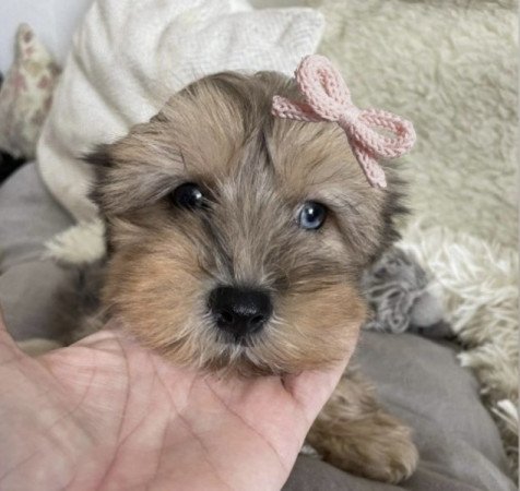 Maltipoo maltai es torpe uszkar