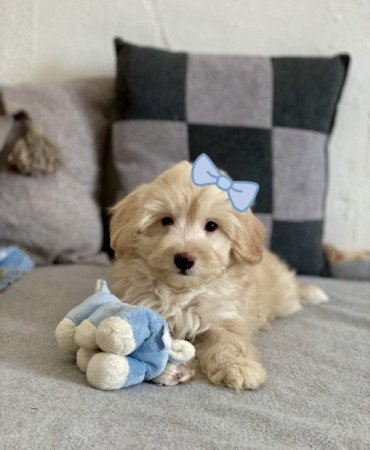 Maltipoo maltai es torpe uszkar