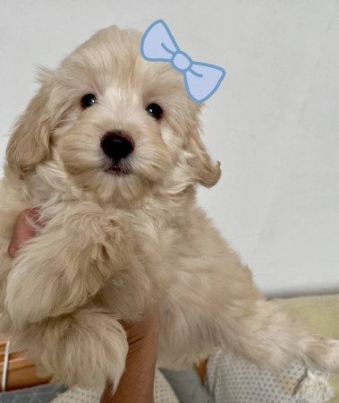 Maltipoo maltai es torpe uszkar