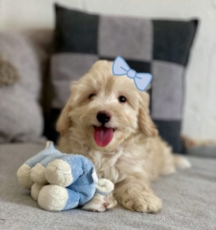 Maltipoo maltai es torpe uszkar