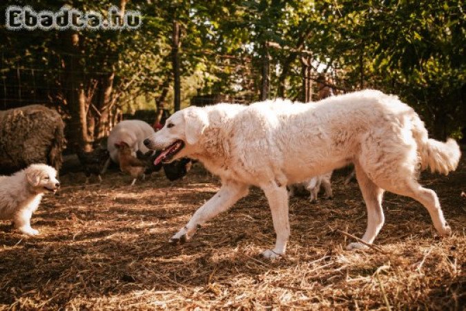 Fajtatiszta Kuvasz kiskutya