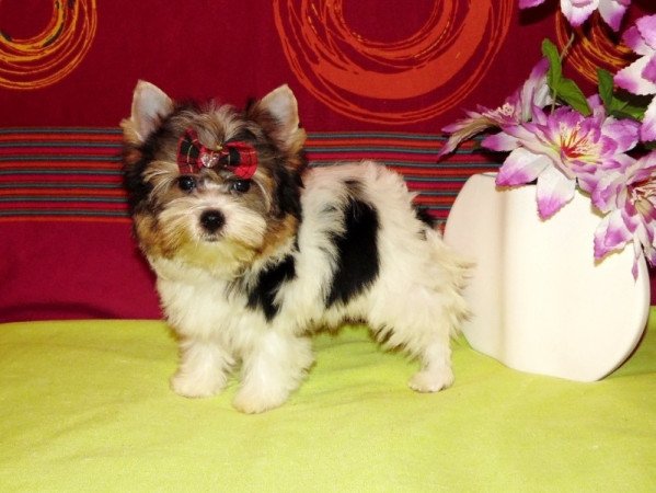 Biewer Yorkshire Terrier Yorki