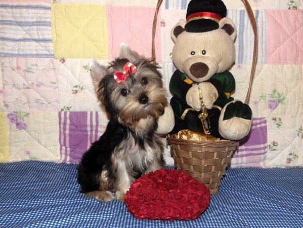 Yorki, Yorkshire terrier