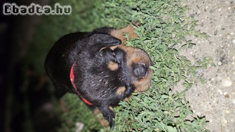 Eladó rottweiler szuka kiskutyák