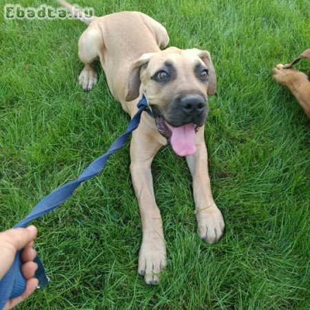 Eladó Boerboel kiskutyák