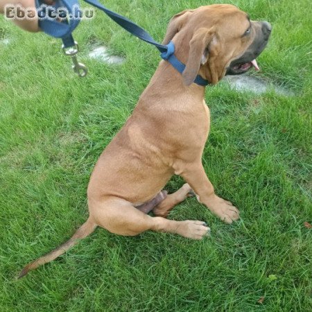 Eladó Boerboel kiskutyák