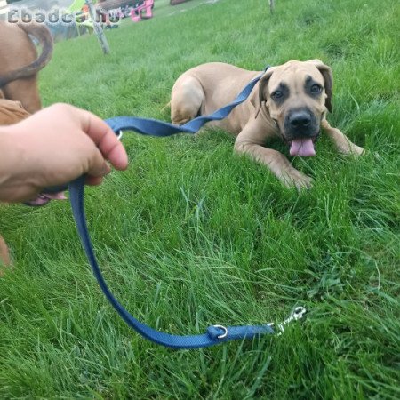 Eladó Boerboel kiskutyák