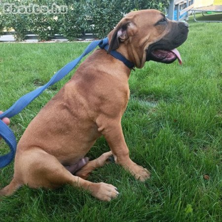 Eladó Boerboel kiskutyák