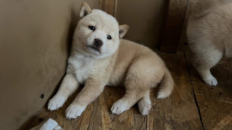 Shiba inu