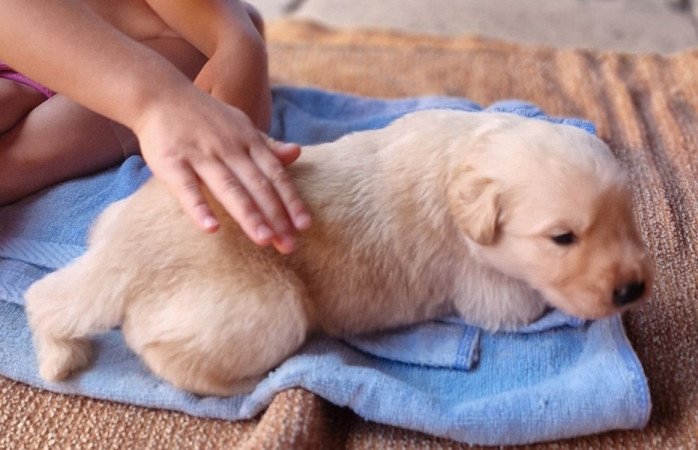 golden retriever