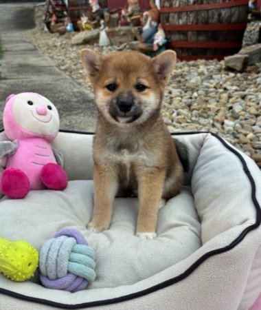 Shiba inu