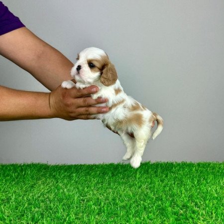 Cavalier King Charles Spániel