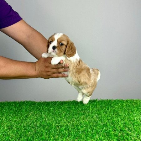 Cavalier King Charles Spániel