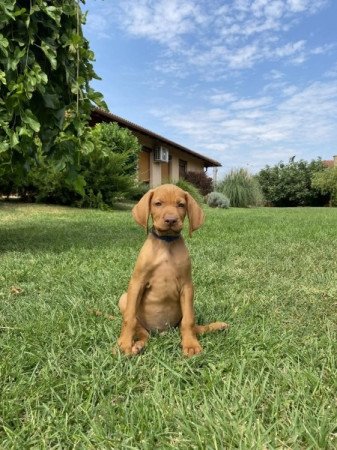 Magyar vizsla