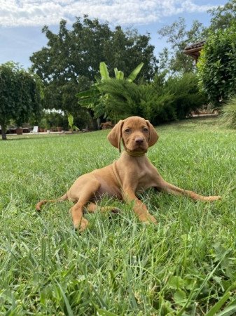 Magyar vizsla