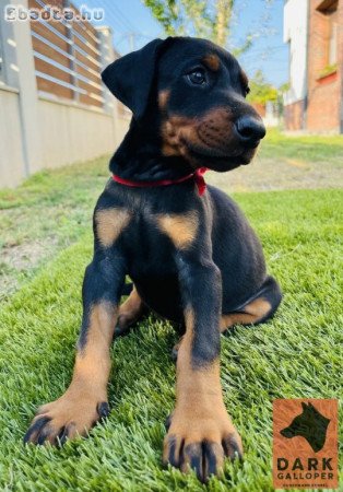 Két dobermann kislány eladó tenyésztőtől