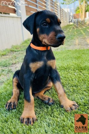 Két dobermann kislány eladó tenyésztőtől