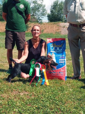 Jagdterrier szuka kölykök törzskönyvezett szülőktől