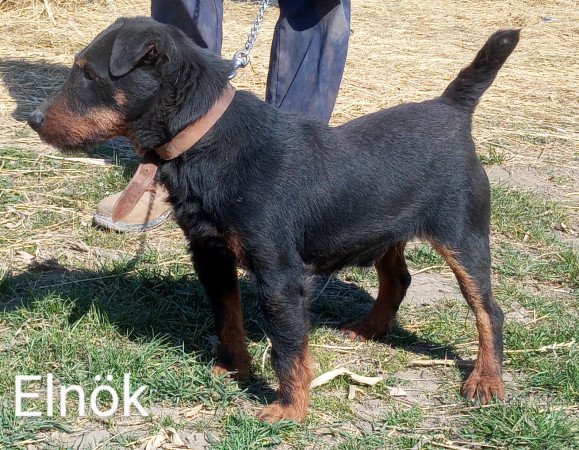 Jagdterrier szuka kölykök törzskönyvezett szülőktől