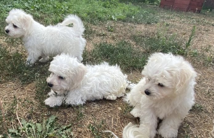 Bichon havanese