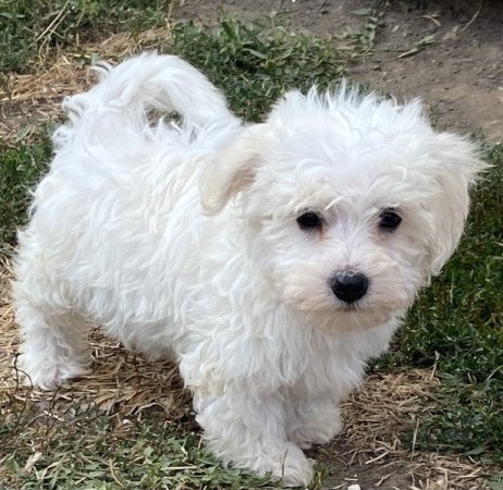 Bichon havanese