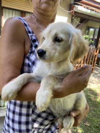 Golden Retriever