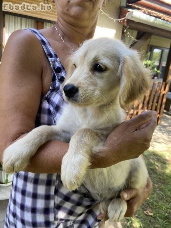 Golden retriever kiskutyák